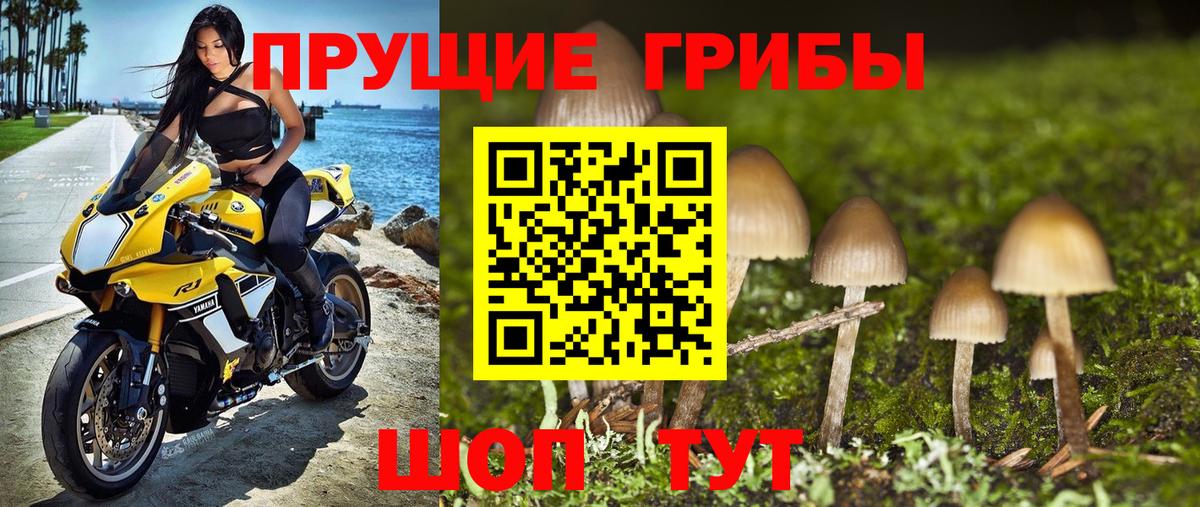 Рославль  Псилоцибиновые грибы Cubensis  Вход с VPN 
